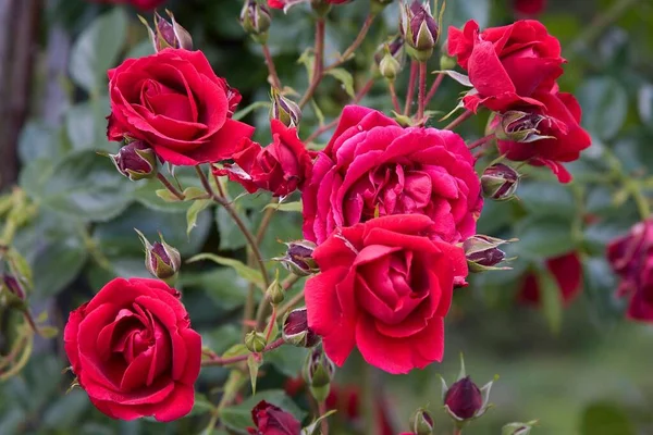 Närbild Bild Blommande Röda Rosor Med Gröna Blad — Stockfoto