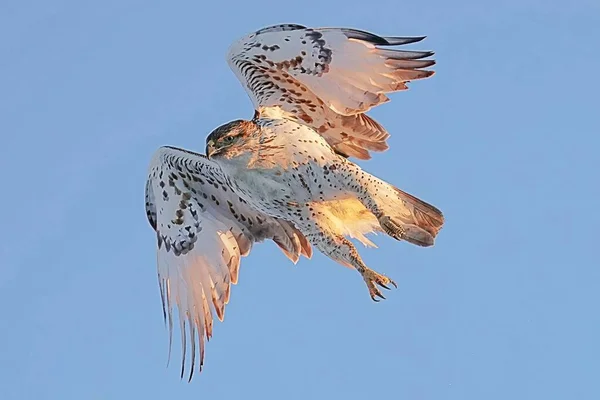 晴れた日には空を飛ぶ鷹が風を楽しむ — ストック写真