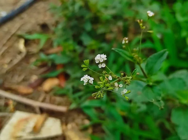 Una Hermosa Toma Punarnava Ayurvedic Medicine Plant —  Fotos de Stock