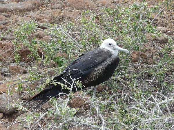 Juvenile Frigate Bird Its Nest North Seymour Island Galapagos May — Stock Photo, Image