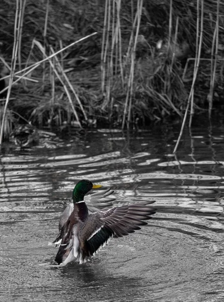 Pato Selvagem Pousando Rio — Fotografia de Stock