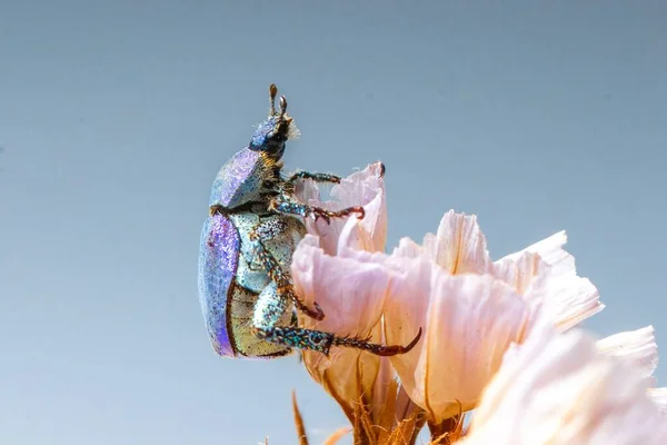 Μπλε Λαμπρό Σκαθάρι Hoplia Coerulea Ένα Λουλούδι Κοντινό Πλάνο Μακροεντολή — Φωτογραφία Αρχείου