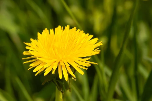 Detailní Záběr Žluté Pampelišky Květiny Slunečného Počasí Rozmazaném Pozadí — Stock fotografie