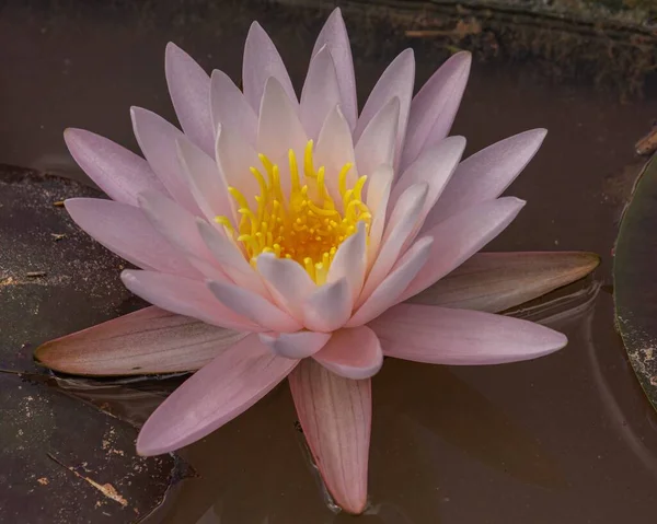 Een Closeup Shot Van Een Rose Lotus Bloem Een Waterplas — Stockfoto