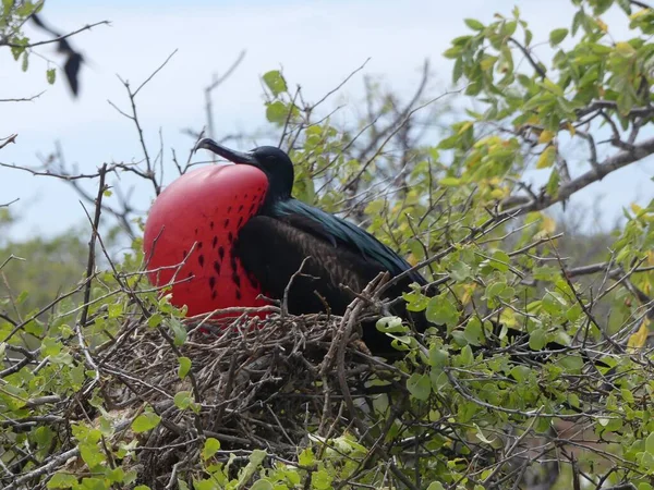 Adult Frigate Bird Iconic Inflated Red Chest North Seymour Island — Stock Photo, Image