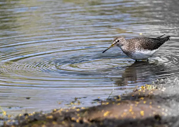 Drewniany Sandpiper Stawie Szuka Pożywienia — Zdjęcie stockowe