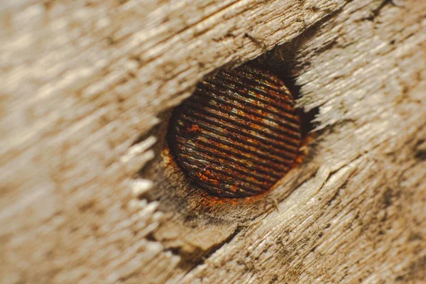 Closeup Nail Wood — Stock Photo, Image