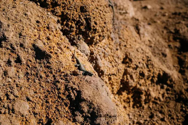 Nahaufnahme Einer Eidechse Auf Schmutzigem Boden — Stockfoto