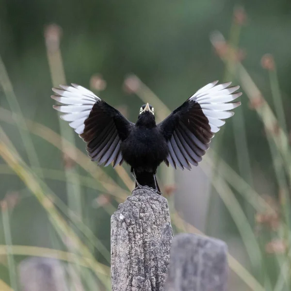 Nahaufnahme Eines Paradigalla Vogels Mit Offenen Flügeln Auf Einem Baumstamm — Stockfoto
