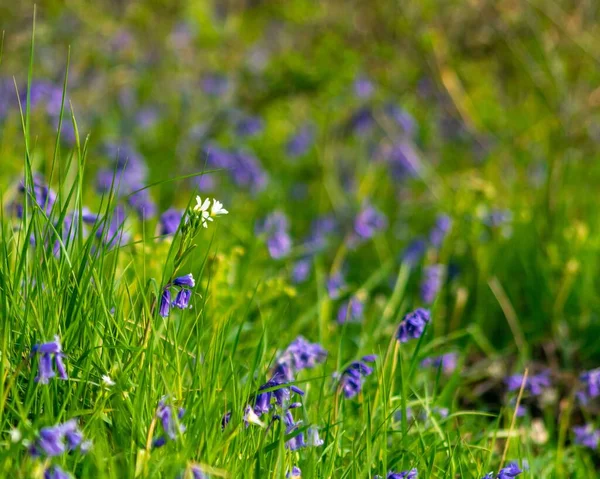 Une Cloche Bleue Fleurit Dans Jardin Forestier — Photo
