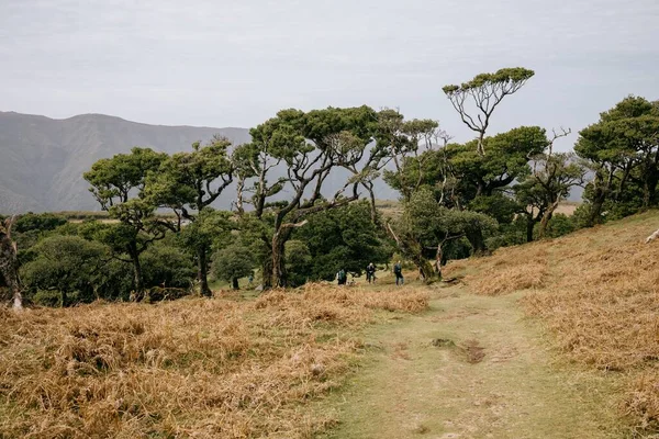 Een Schilderachtig Uitzicht Laurierbomen Die Groeien Fanal Forest Madeira Island — Stockfoto