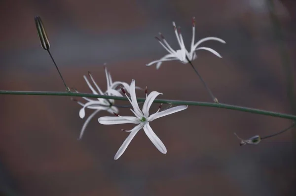 Closeup Shot White Flowers Blossoming Garden — 스톡 사진