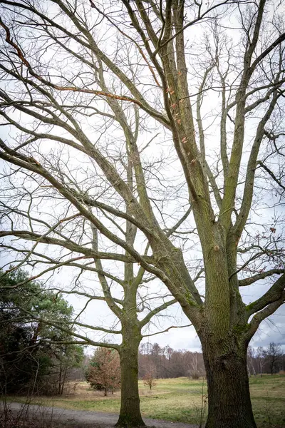 Вертикальний Знімок Дерев Парку — стокове фото