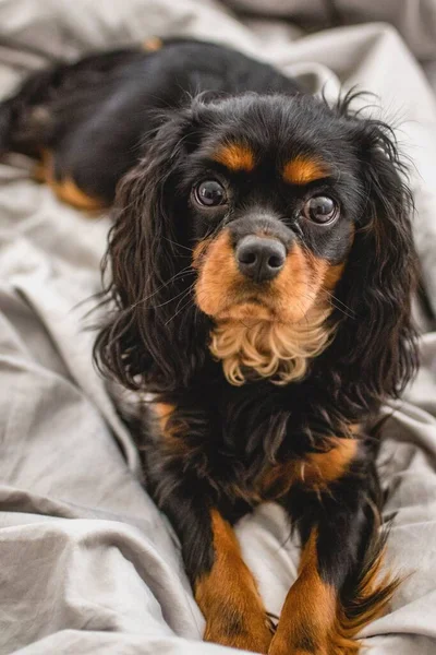 Cavaleiro Rei Charles Spaniel Pronto Para Cama — Fotografia de Stock