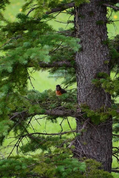가지에 울새의 — 스톡 사진