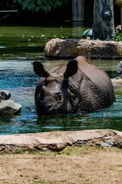 犀牛在水里的垂直镜头 — 图库照片
