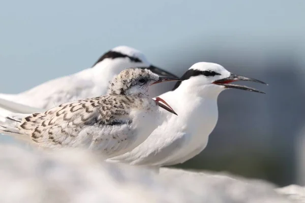 Closeup Shot Black Naped Terns Blurred Background Daylight — Stock Photo, Image