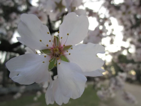 白色杏仁花的特写 有小的阴影细节 — 图库照片