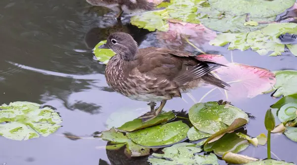 Eine Braune Ente Steht Auf Dem Grünen Blatt Einer Liane — Stockfoto