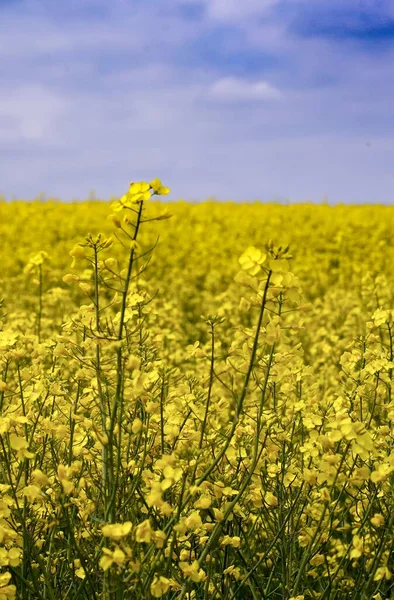 Piękny Krajobraz Żółtego Pola Zgrzytu Słoneczny Poranek — Zdjęcie stockowe