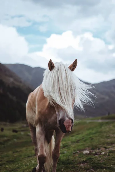 Disparo Vertical Joven Caballo Marrón Con Pelo Blanco Cubriendo Sus — Foto de Stock