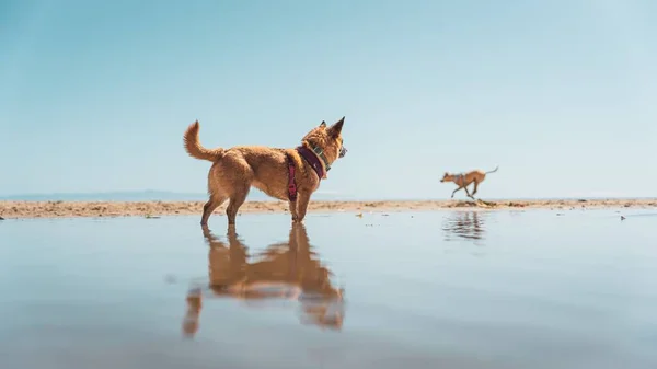 Small Dog Overlooking Horizon Another Dog Dog Beach Its Reflection — Stock Photo, Image