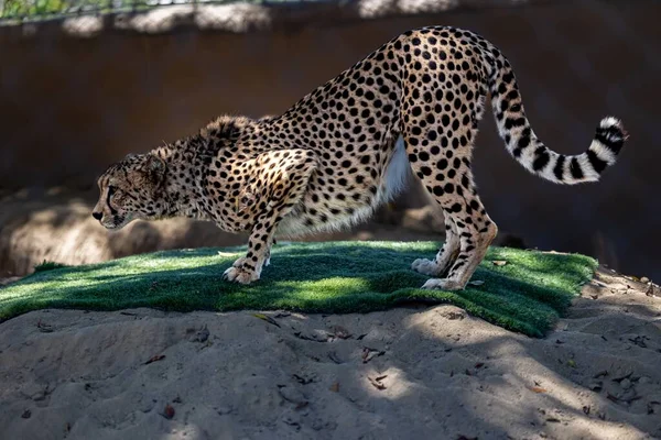 Beautiful Shot Northwest African Cheetah Motion — Stock Photo, Image