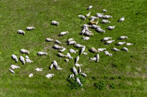 牧草地や農場や牛の群れを一望できます — ストック写真