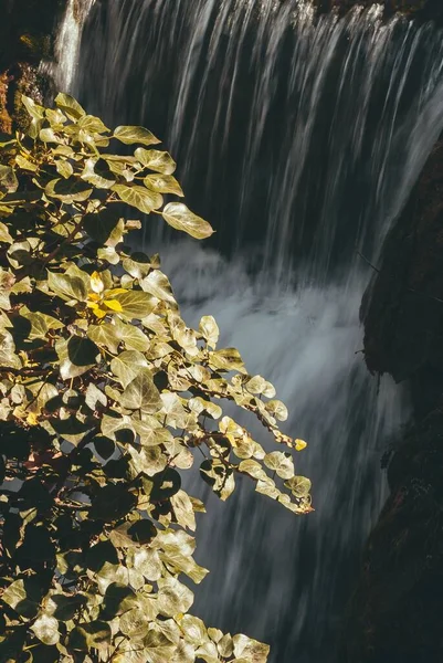 背景に滝のあるツタの垂直ショット — ストック写真