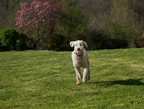 Poodle Real Correndo Jardim Verde Primavera Com Língua Para Fora — Fotografia de Stock
