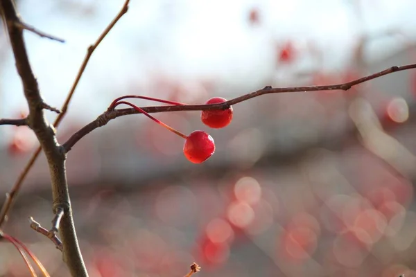 在树枝上生长的两个红色小浆果的特写镜头 — 图库照片