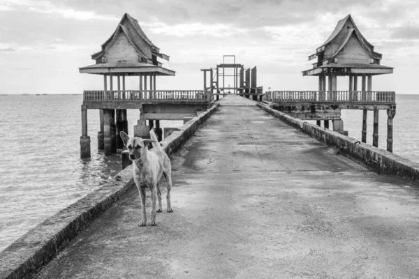 Chiens Rue Thaïlandais Sur Une Jetée Menant Temple Inachevé Thaïlande — Photo