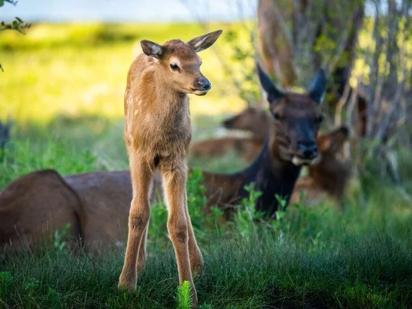 Beautiful Shot Deers Grass — Stock Photo, Image