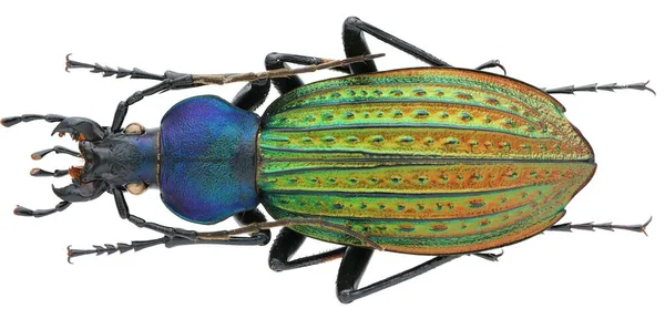 Macro Photo Beautiful Ground Beetles Collection — Stock Photo, Image