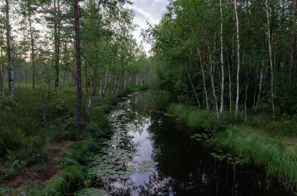 フィンランドのクルジェンラフカ国立公園の森の中を流れる小さな川 — ストック写真