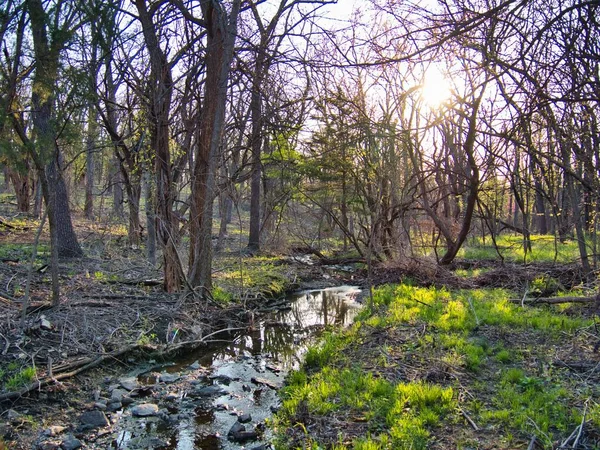 Вузька Тече Вода Між Лісами Сонячним Світлом — стокове фото