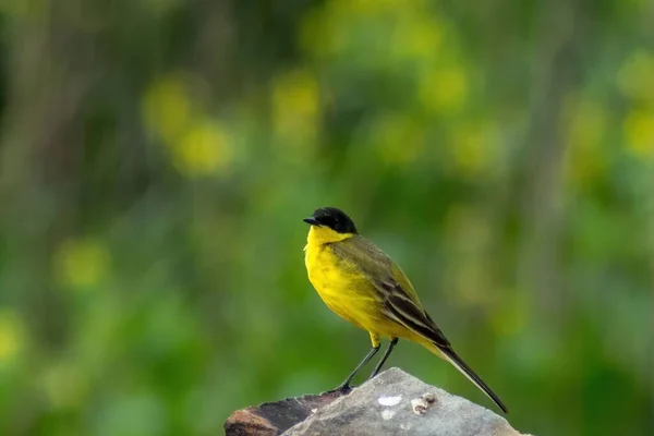 Closeup Shot Perched Black Headed Wagtail Bird — Stock Photo, Image