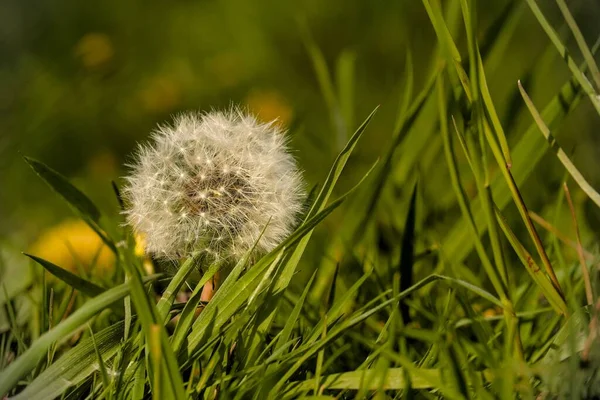 Одна Нежная Цветущая Голова Одуванчика Taraxacum Officinale Лугу — стоковое фото