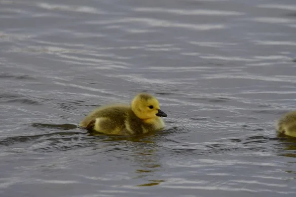 湖の水面を泳いでいるカナダ人の赤ちゃん — ストック写真