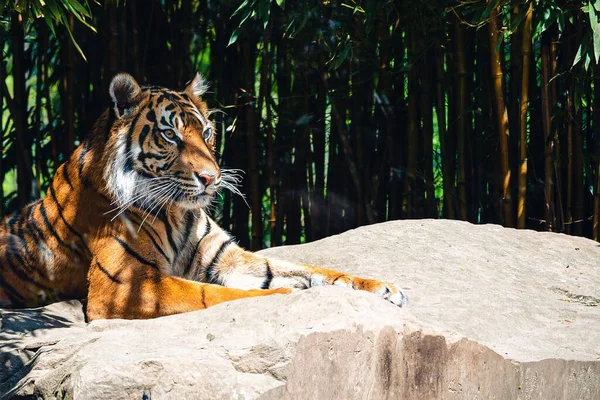 Egy Tigris Egy Sziklán Bambuszfákkal Láthatáron — Stock Fotó