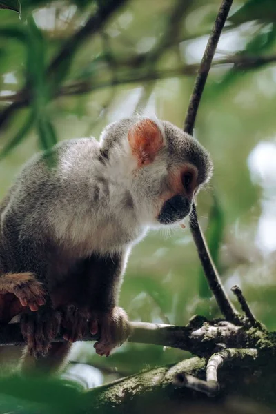 Eine Vertikale Aufnahme Eines Humboldt Schen Eichhörnchen Affen Auf Einem — Stockfoto