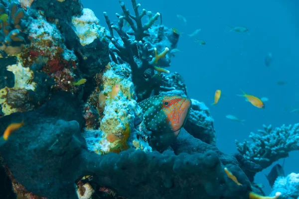 Closeup Jewel Perch Fish Coral — Stock Photo, Image