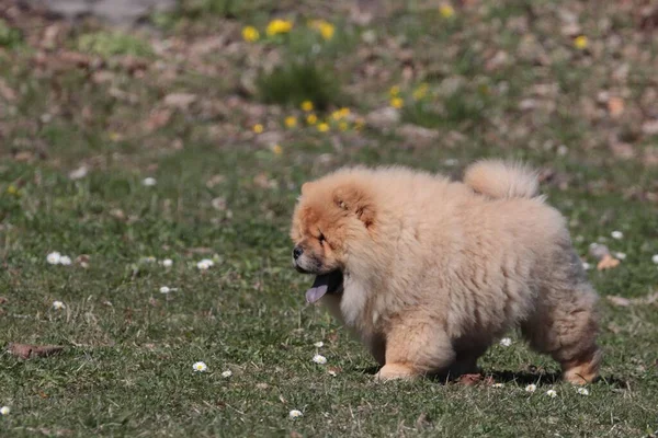 Plano Superficial Chow Chow Caminando Sobre Hierba Con Lengua Hacia — Foto de Stock