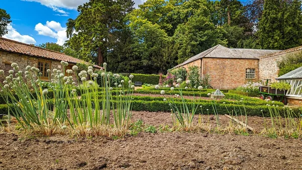 Uitzicht Een Grasveld Met Allium Planten Omringd Door Huizen — Stockfoto