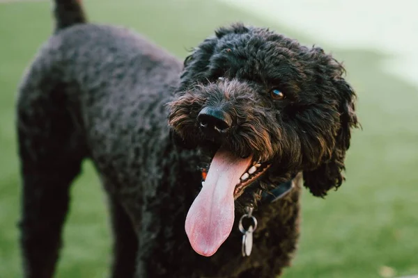 ぼやけた背景に黒いバーベットの犬 — ストック写真