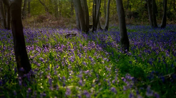 Eine Blauglocke Blüht Wald — Stockfoto