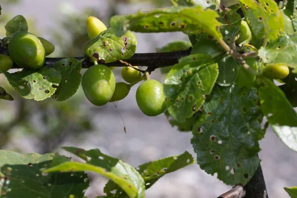Крупный План Незрелых Плодов Дереве Зелеными Листьями — стоковое фото
