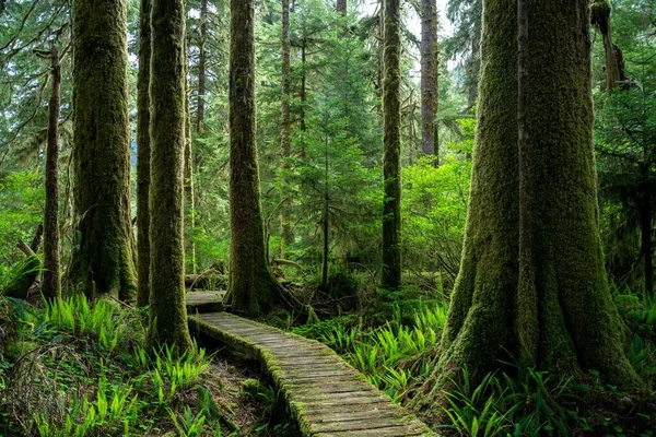 Abeto Siempreverde Sitka Picea Sitchensis Parque Isla Vancouver Canadá —  Fotos de Stock