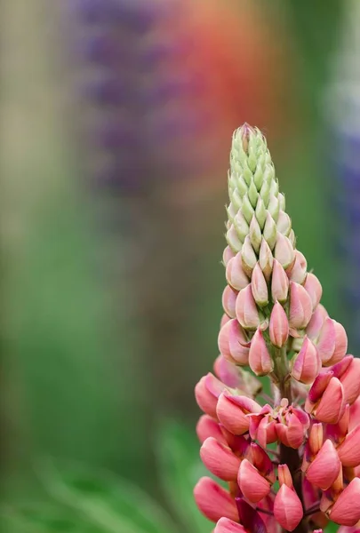 Eine Vertikale Nahaufnahme Der Russell Hybrid Lupine Lupinus Polyphyllus — Stockfoto