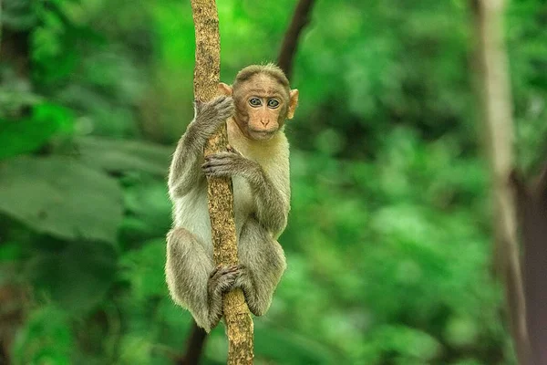 Ένα Κοντινό Πλάνο Μιας Μαϊμούς Που Κρέμονται Ένα Δέντρο Πράσινο — Φωτογραφία Αρχείου